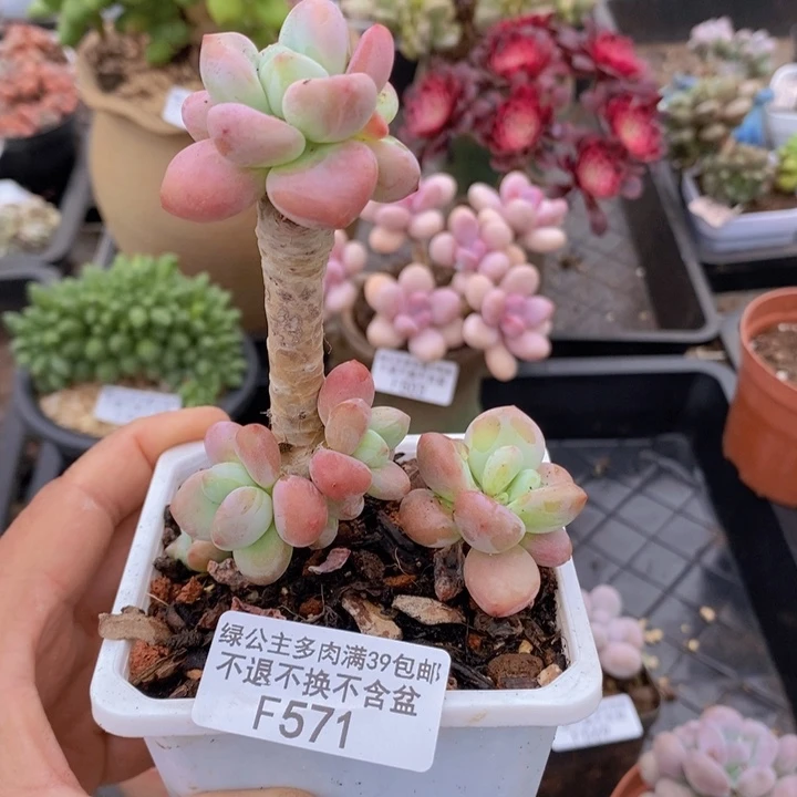 樱花洛神老桩571多肉植物