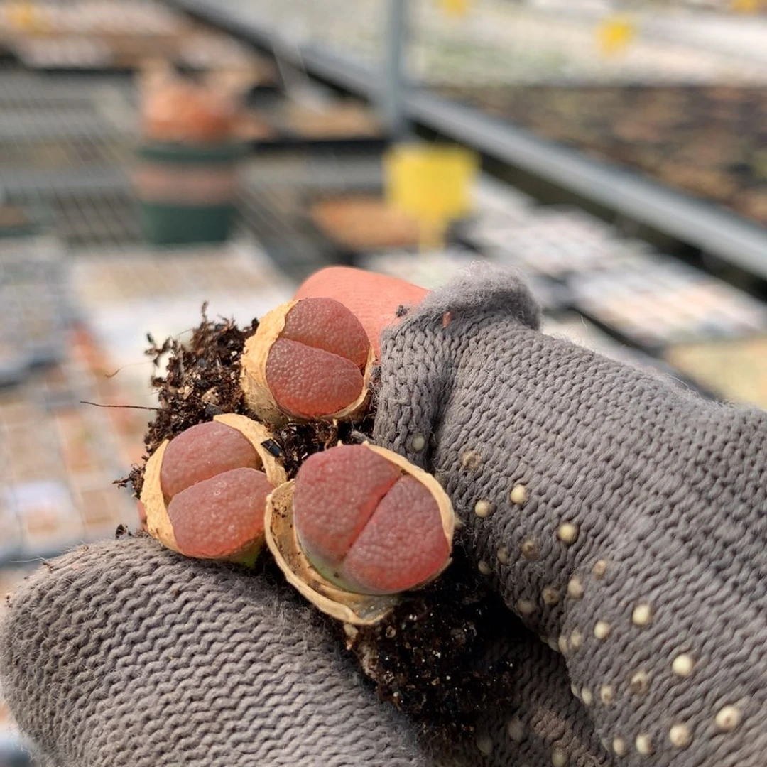 南****?a858鱼子酱风铃母本