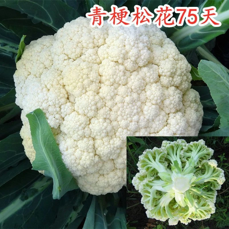 【松花70花菜种籽】一包也包邮下单送肥料