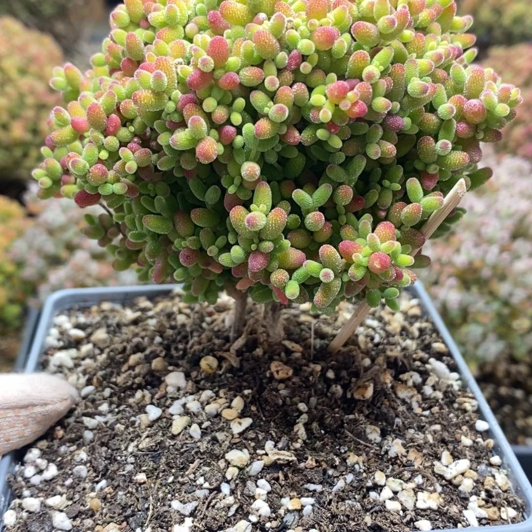 奶****羊福利蜜橘糖球4574年后发货
