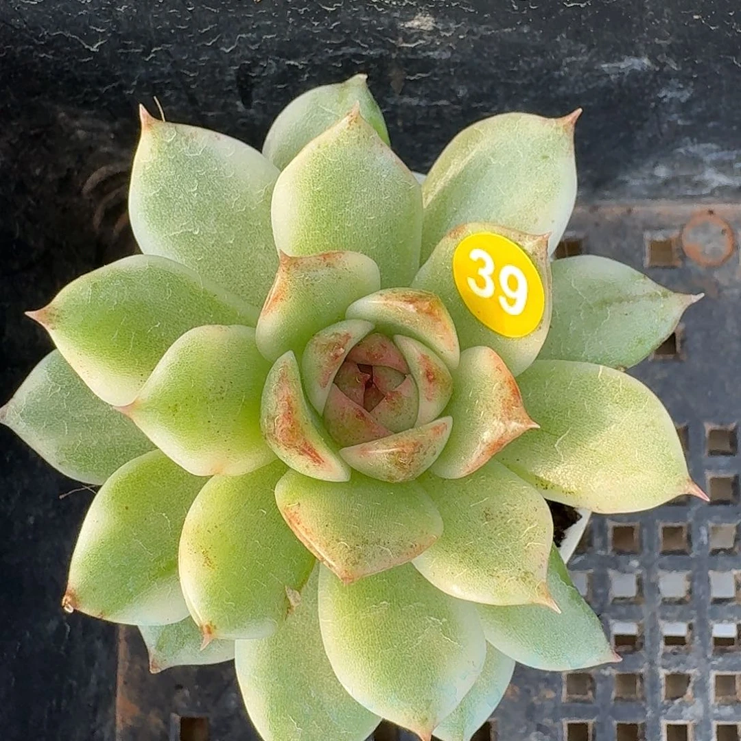 39黑水晶三单包邮非偏远