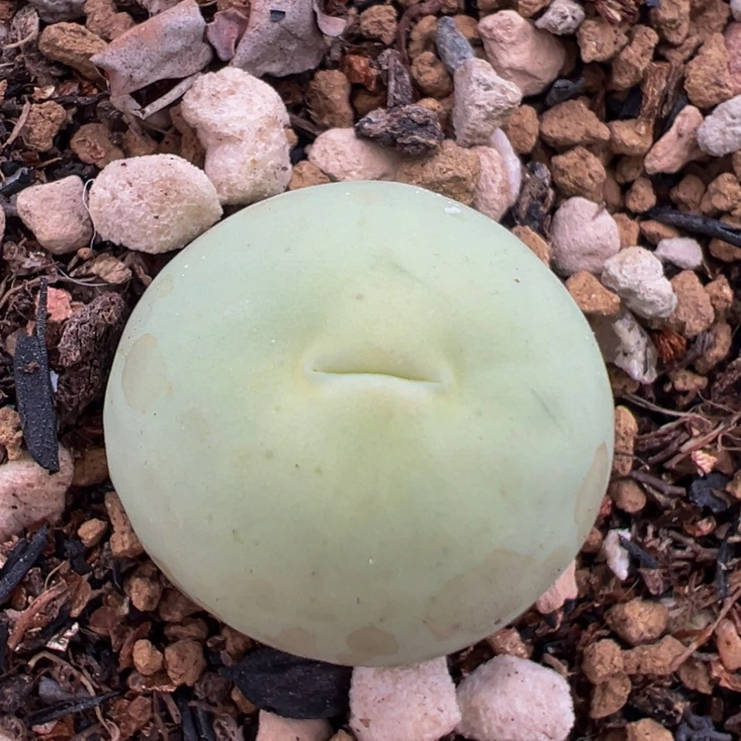 202多肉植物鸽子蛋