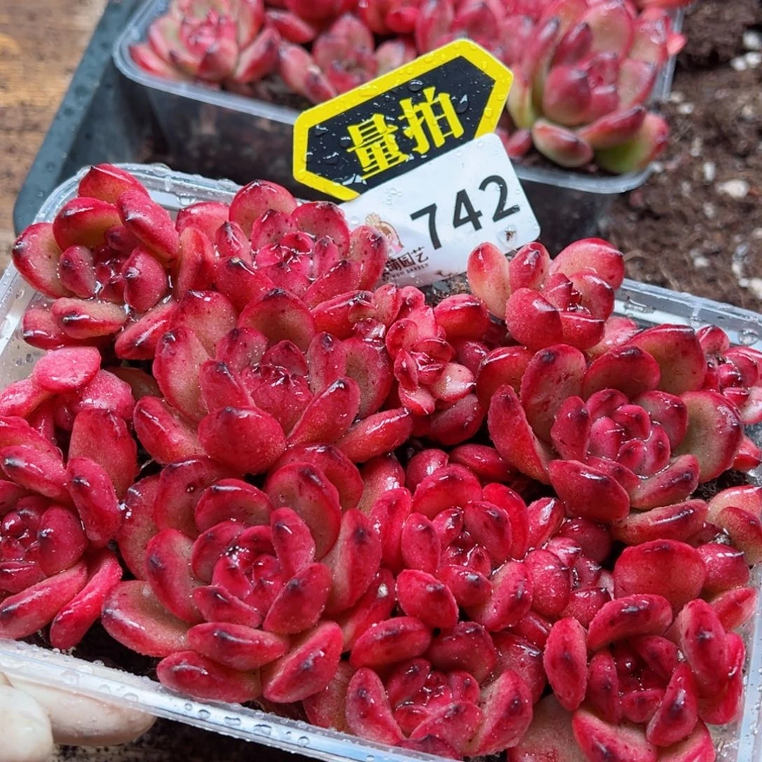 多肉植物多肉植物