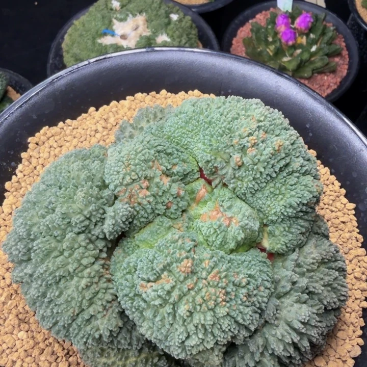 这颗可以出蓝色圆珊瑚血怒