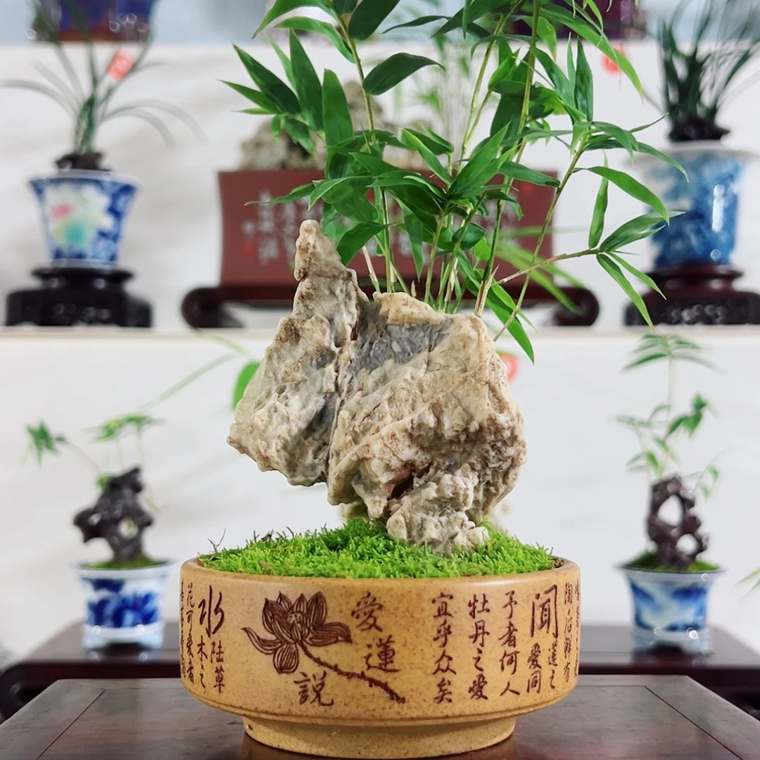 无花朵盆景，凤尾竹，风凌石