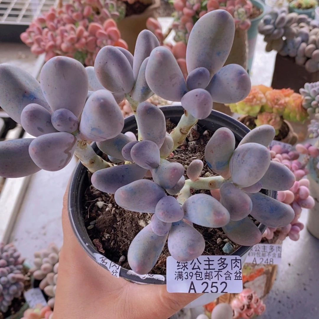 米可12cm252多肉植物