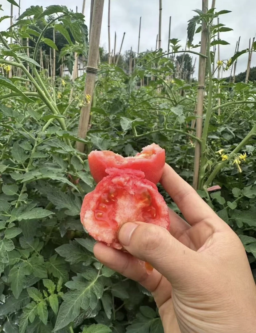 贵州高山生态西红柿沙瓤