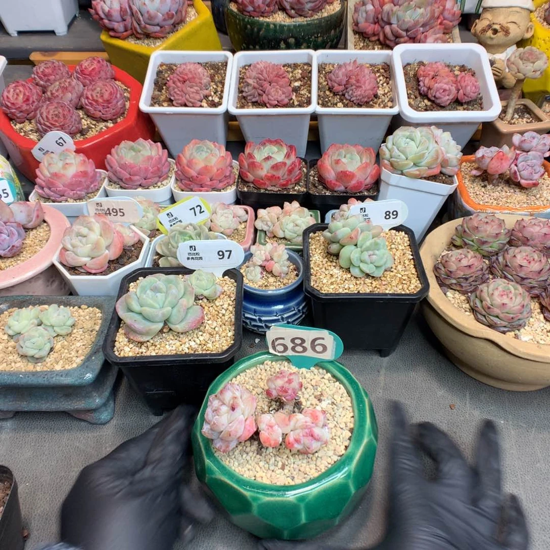 ღ**久686 冰玉石化多肉