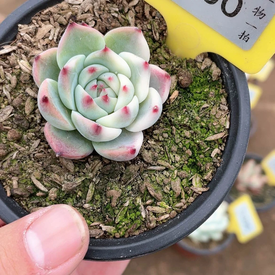 【闪购商品】900号