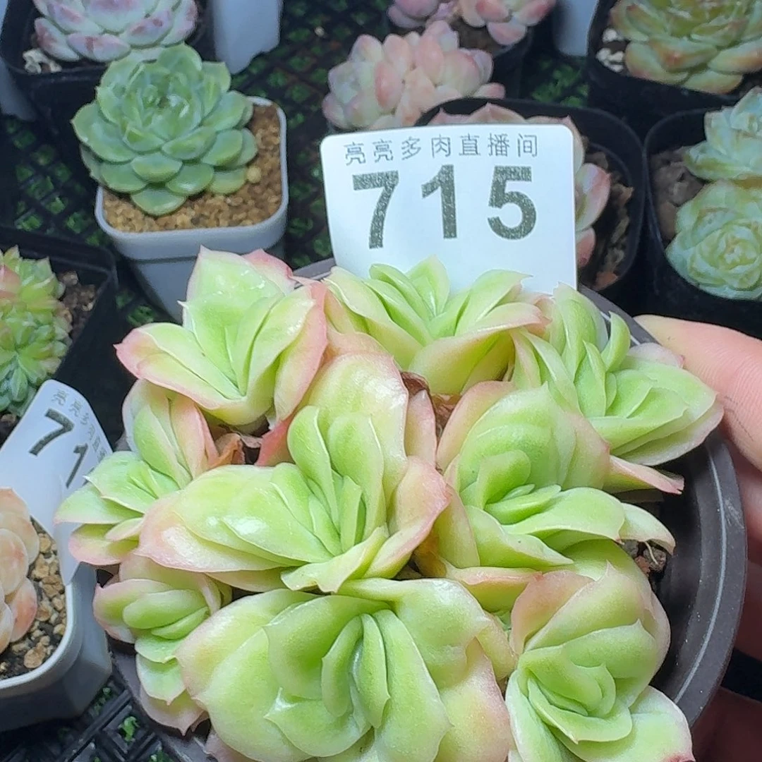 冰玫瑰锦            精美多肉植物