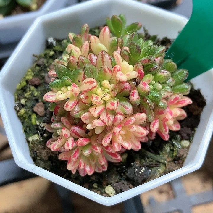 多肉植物小人姬锦1596