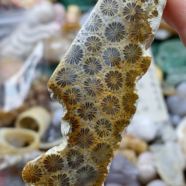 硅化珊瑚（珊瑚玉）未镶嵌颈饰