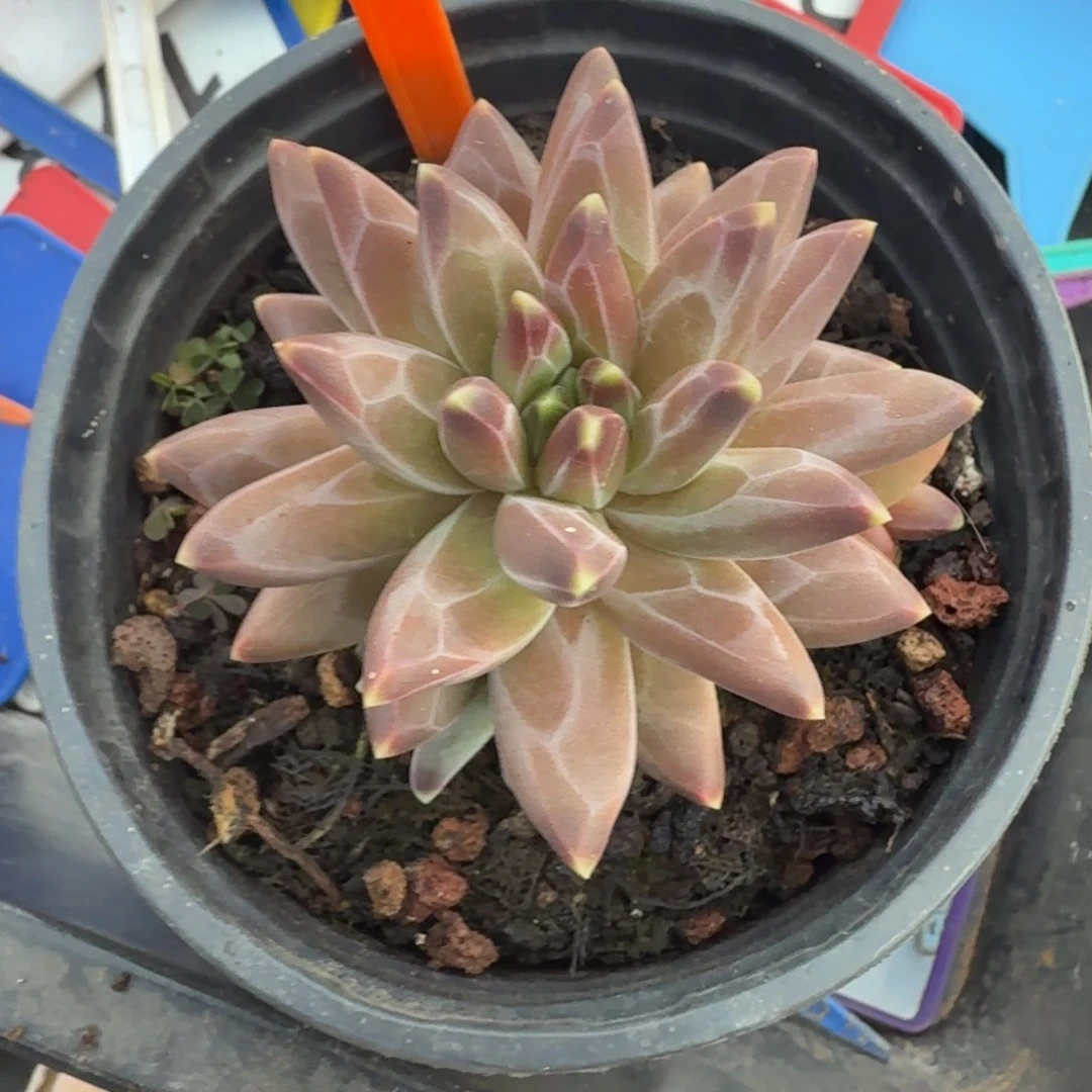 l***.梵高多肉植物一物一拍500