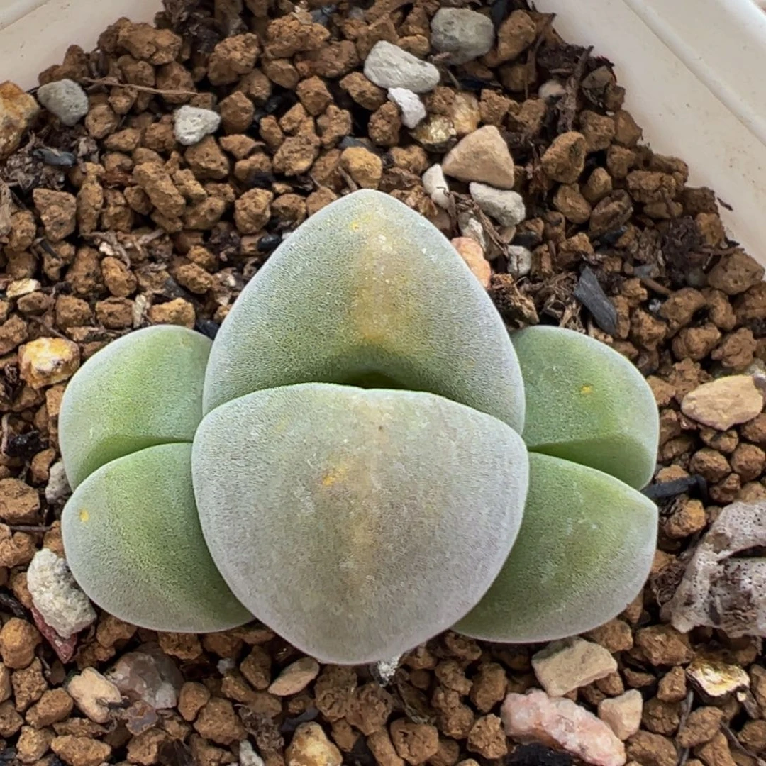 169多肉植物百科植物