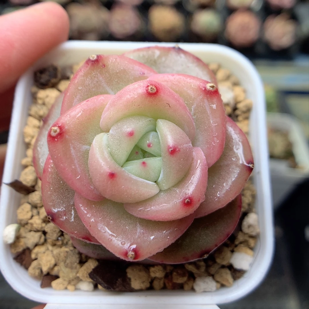 F176 ，柿子多肉20包邮两天凑单