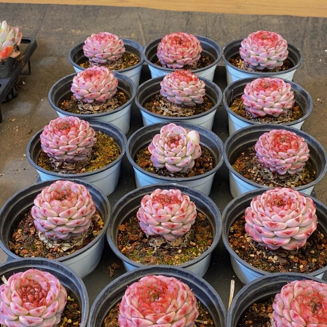 087多肉植物保护研究所所长助理