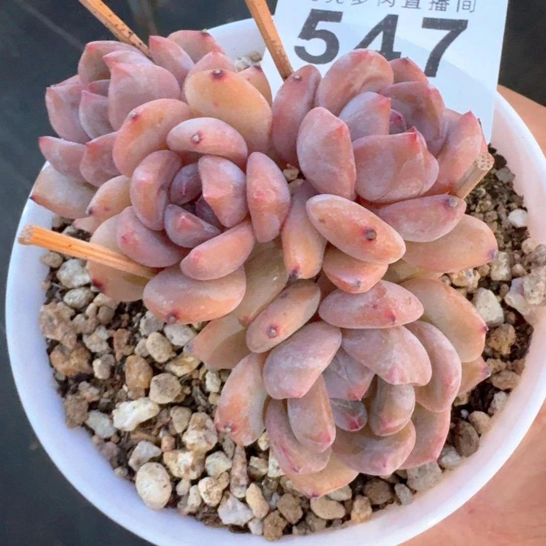 粉星影福利         多肉植物