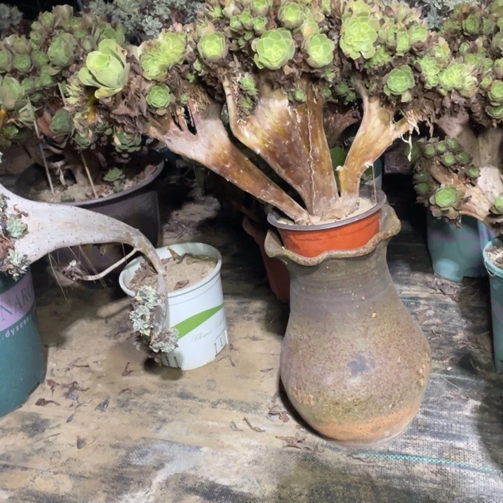 47玫瑰缀多肉多肉多肉多肉