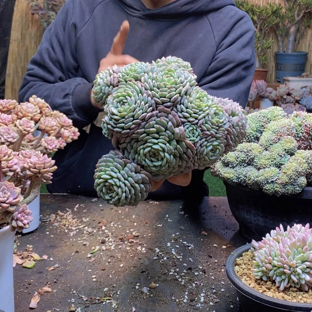 小**儿15号白胖子手捧