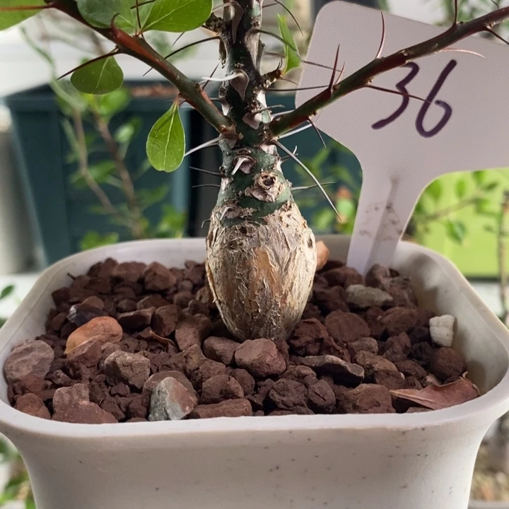 龙少园艺～簇生福桂花