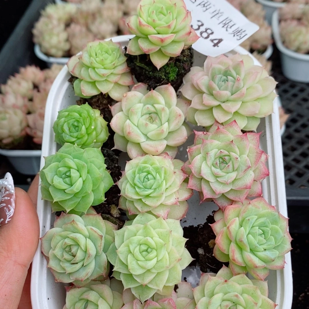 2/384 新疆西藏内蒙不发其他一单包邮两到三公分多肉