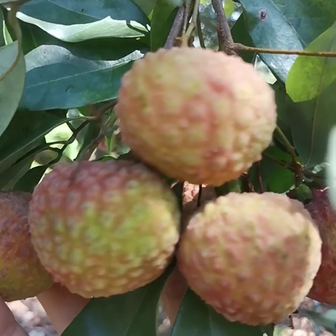 （糯米糍/桂味荔枝双拼）桂味荔枝糯米糍荔枝双拼荔枝灵山荔枝双拼