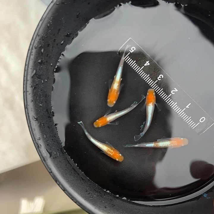 青鳉红白赤壁2公3母