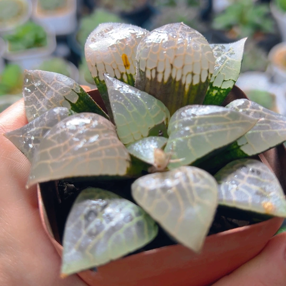 粉玻璃玉露多肉多肉