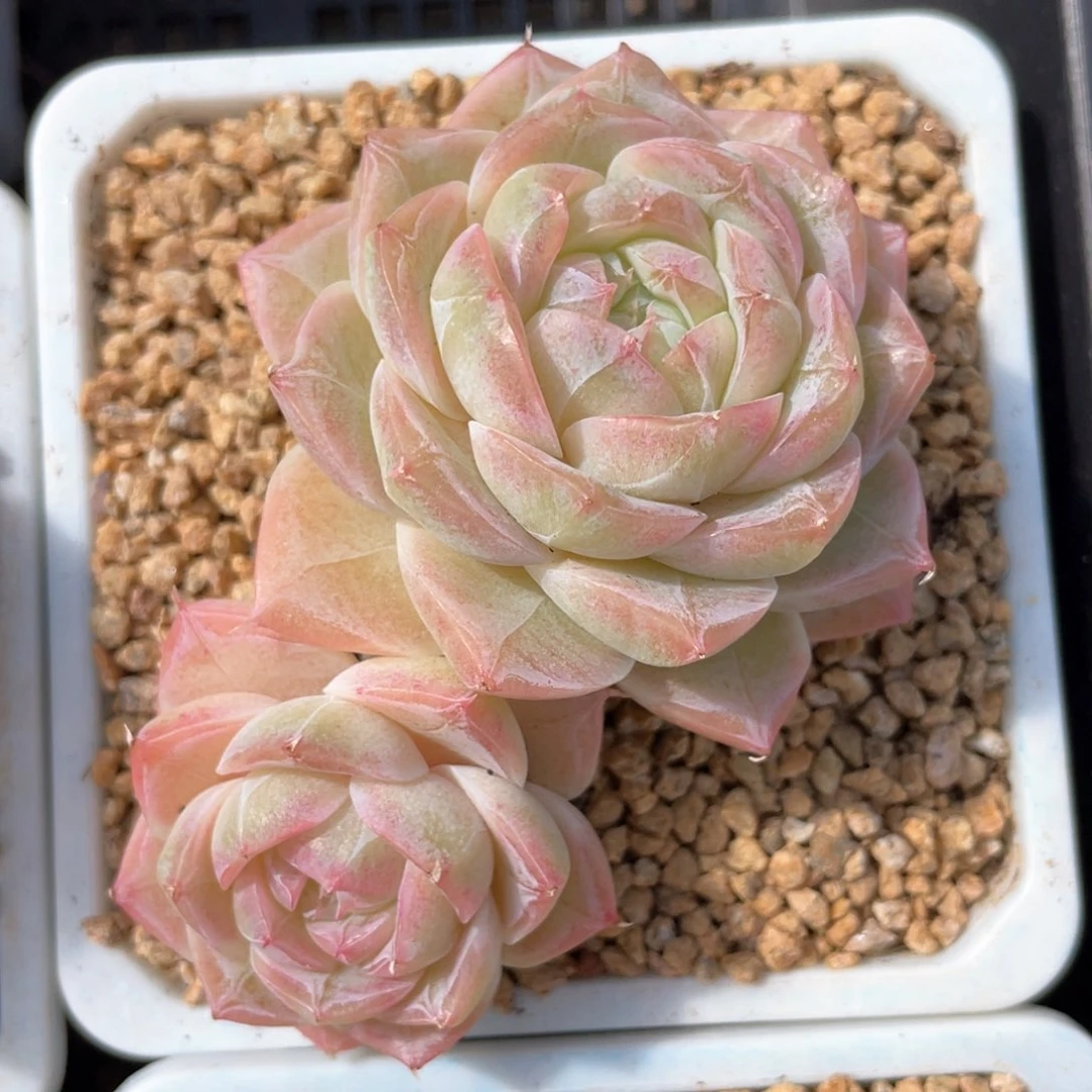 优选奶芙珍妮645