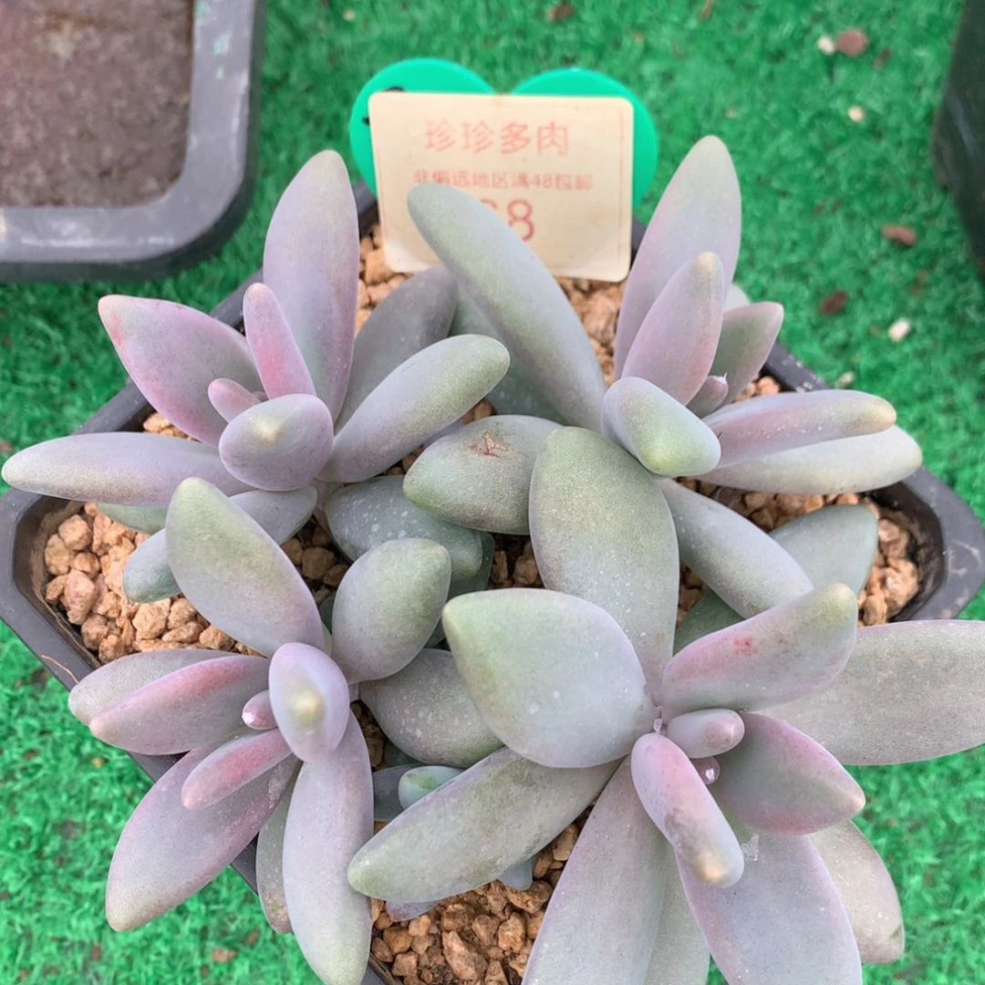 企鹅无砍平头一物一拍68