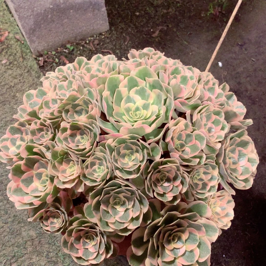 粉女郎，多肉植物的