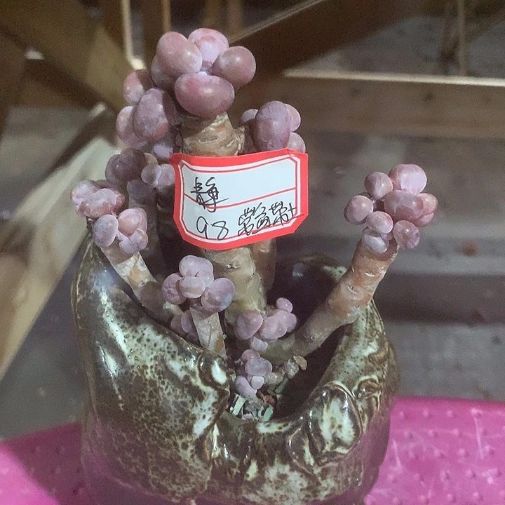 静***曾获摸录取我家家的哦