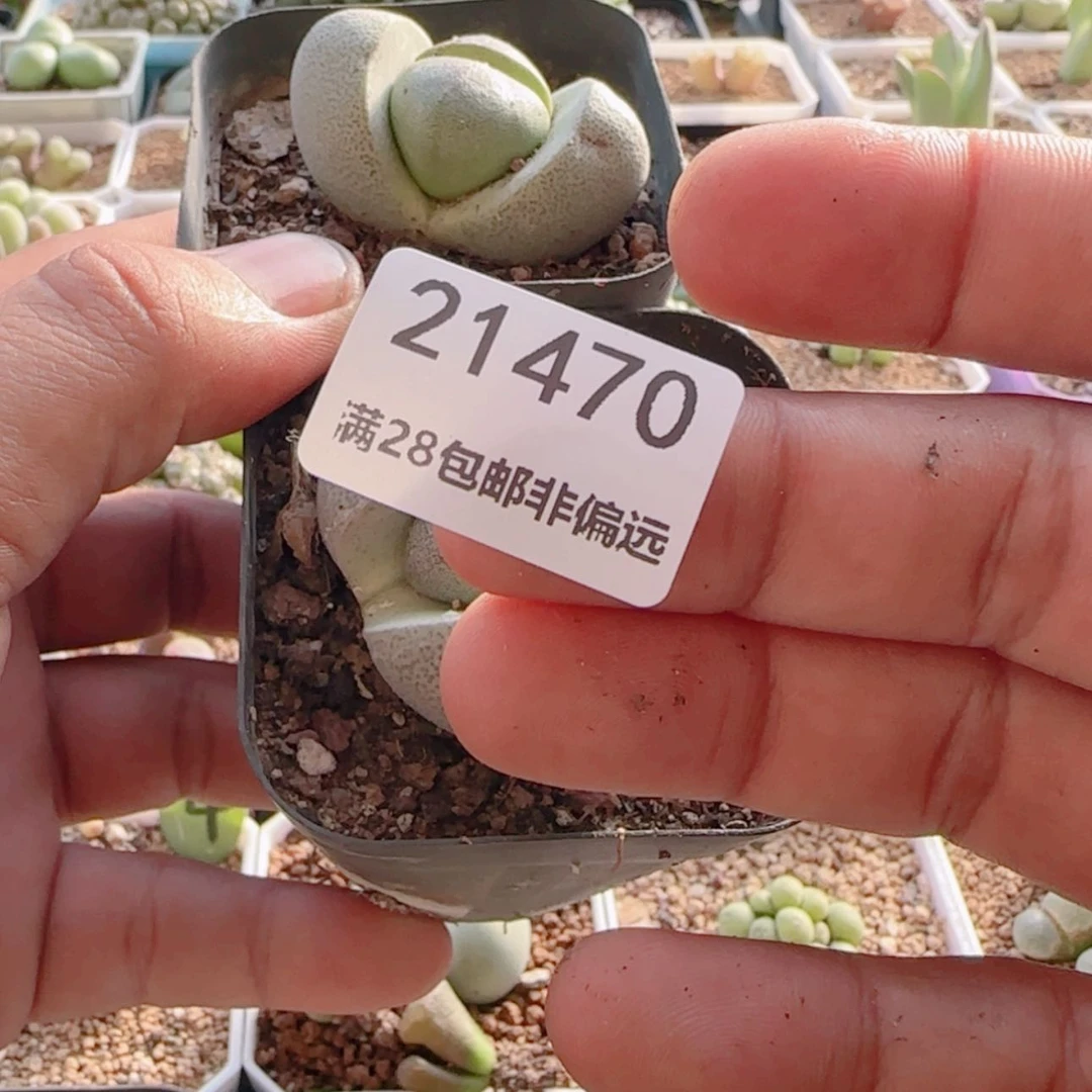 【闪购商品】d**o2147