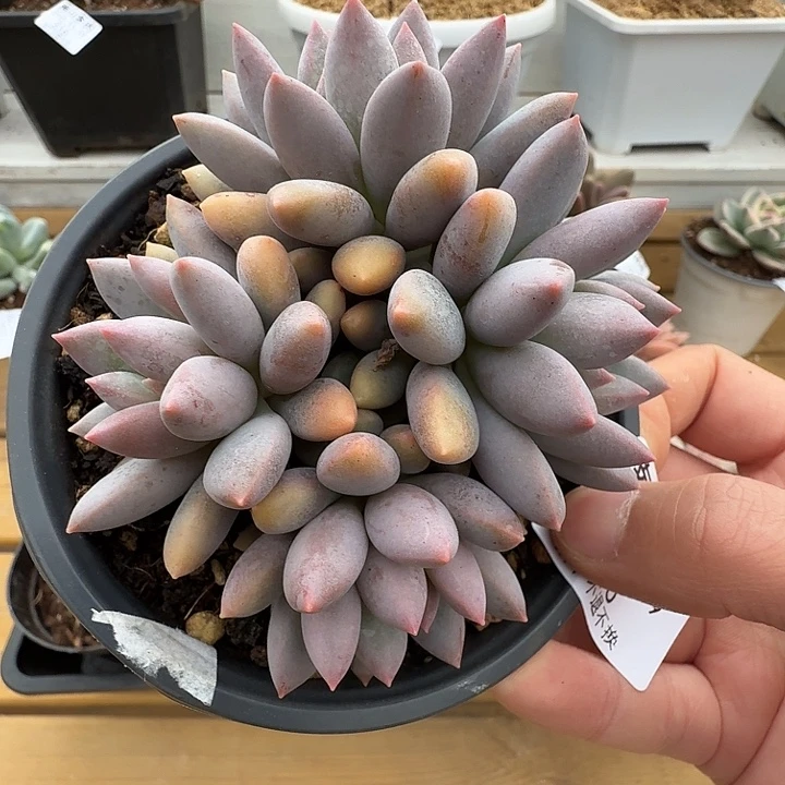 四头蓝精灵11119-196