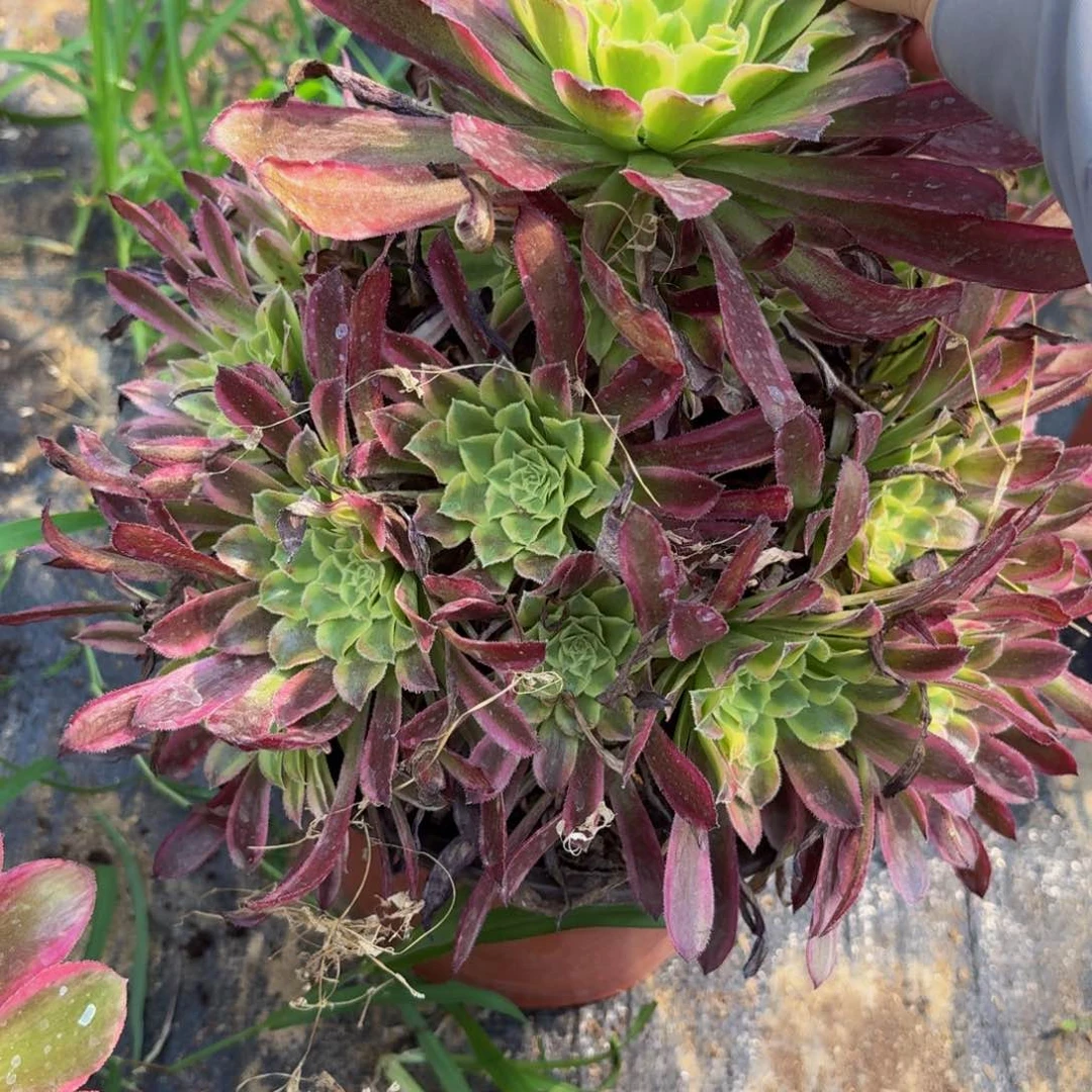 无花朵180多肉植物捧花的