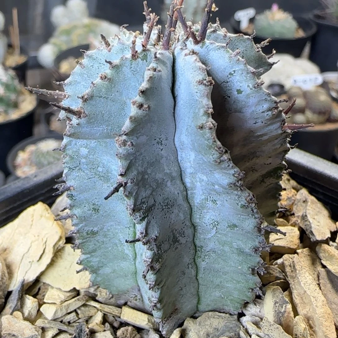 079实生关白多肉