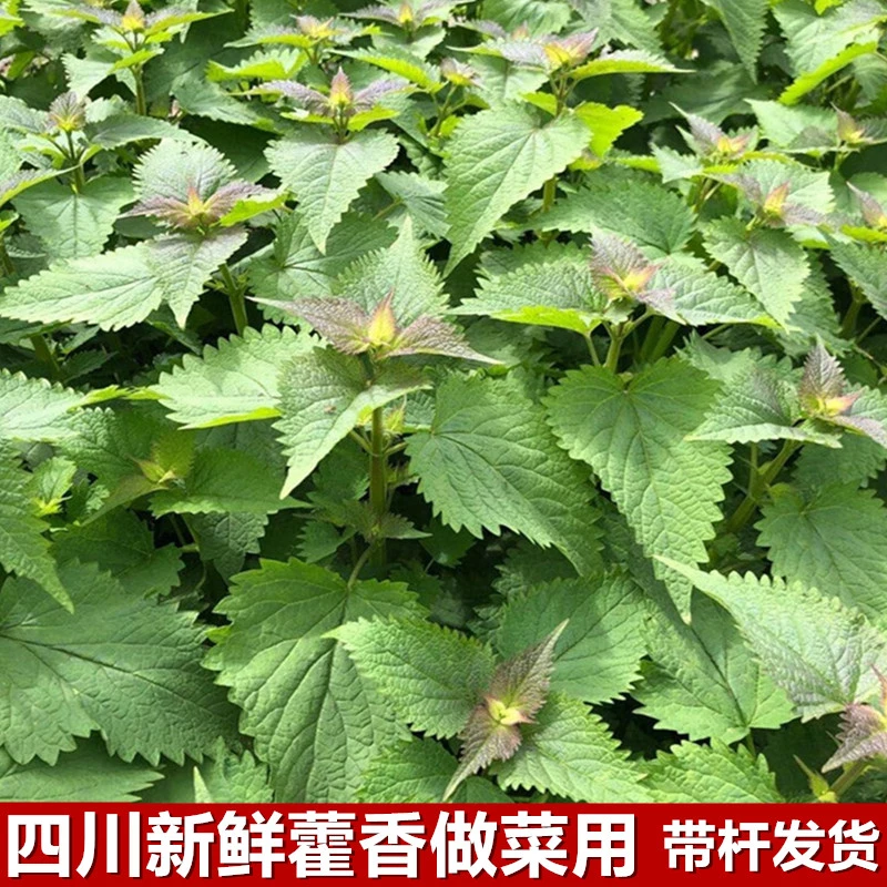 四川正宗藿香新鲜鱼香做菜调料细嫩香味浓郁荷香大茴香时令蔬菜