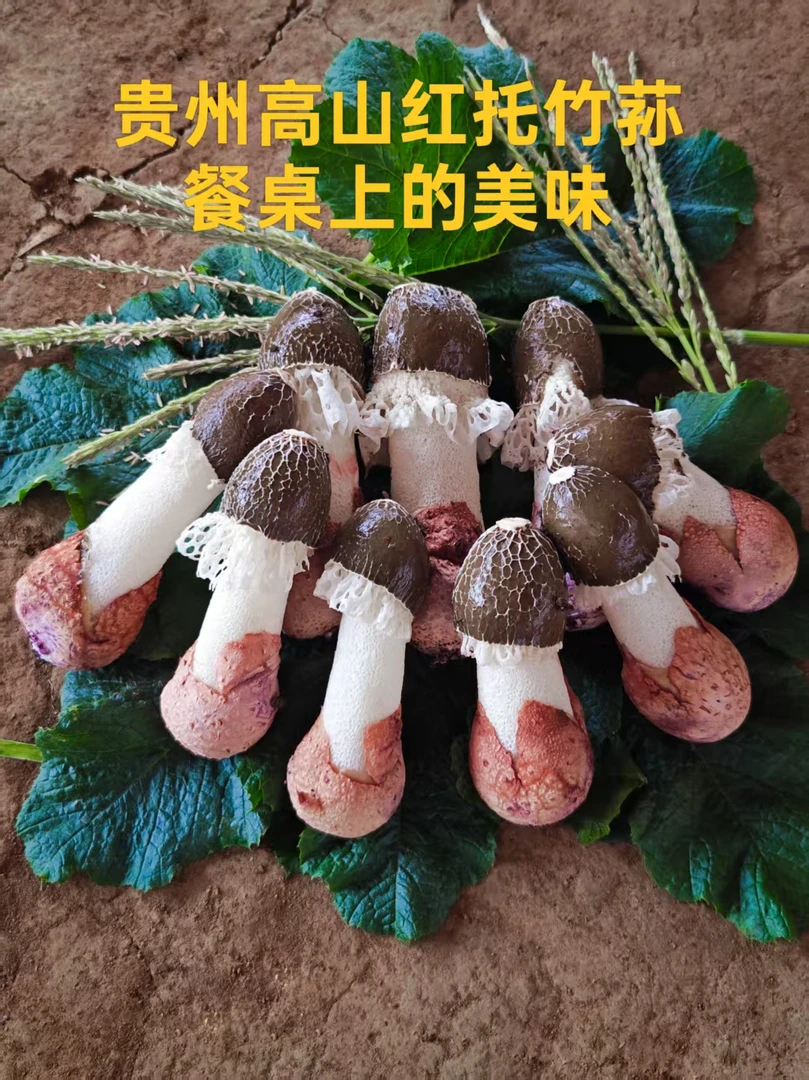 贵州高山农家自种红托竹荪-白帽断节（顺丰包邮）