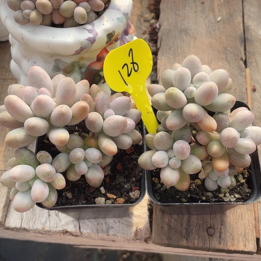 两盆桃花奶多肉植物128
