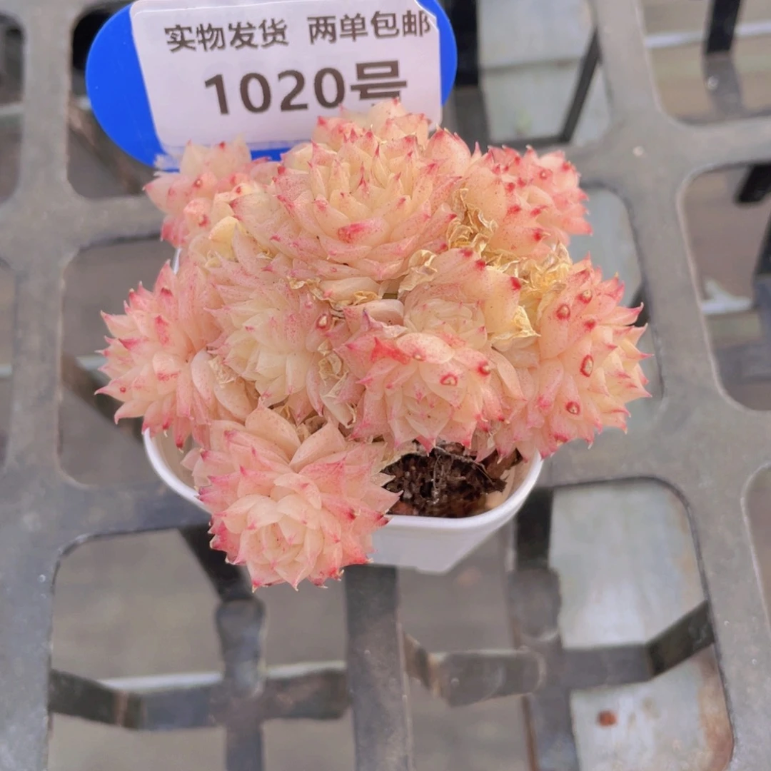 1020号 全状态玫瑰花睫毛奶酪多头