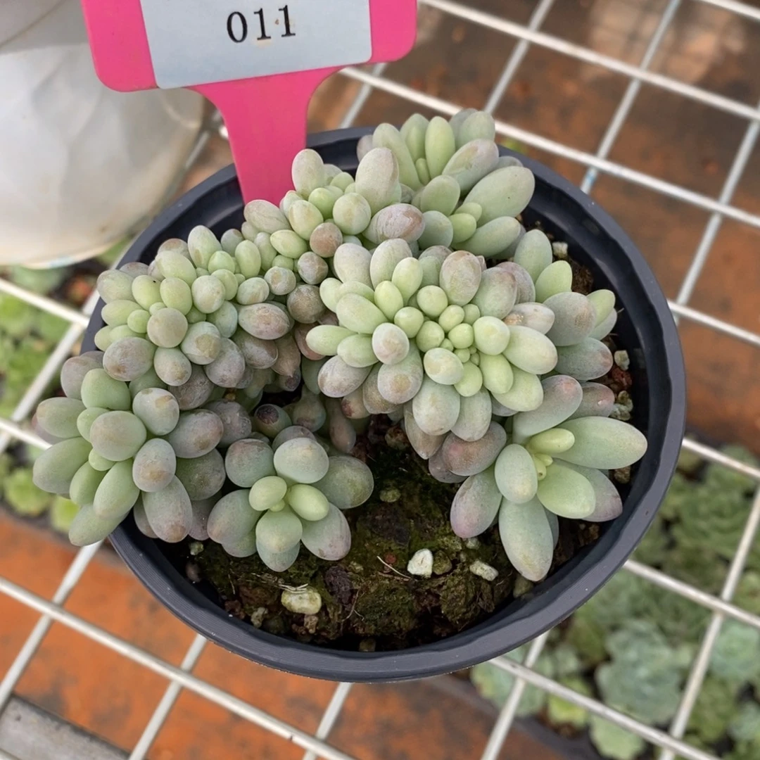 x011-有伤福利  鱼子酱