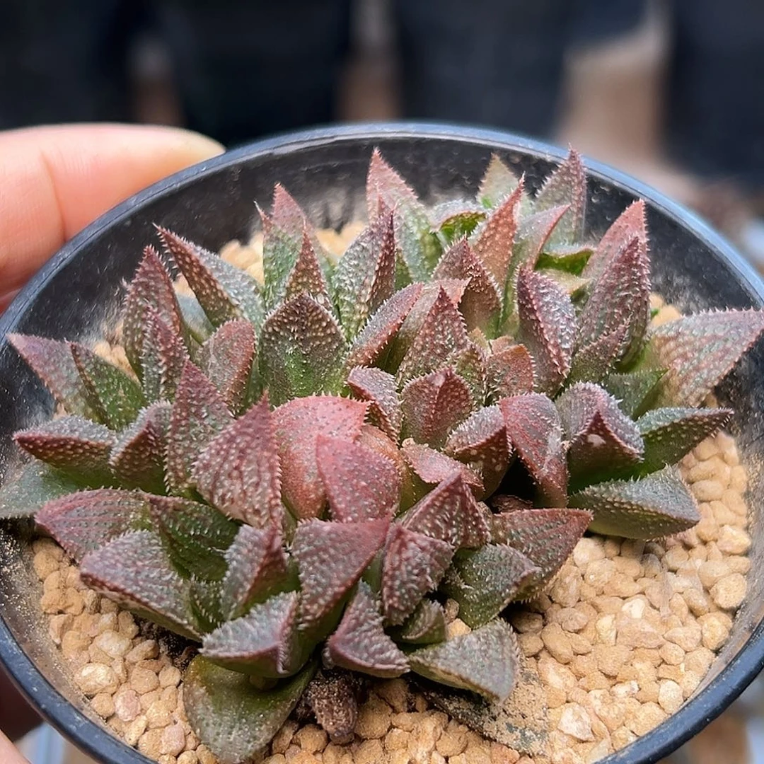 优选寿群硬叶十二卷