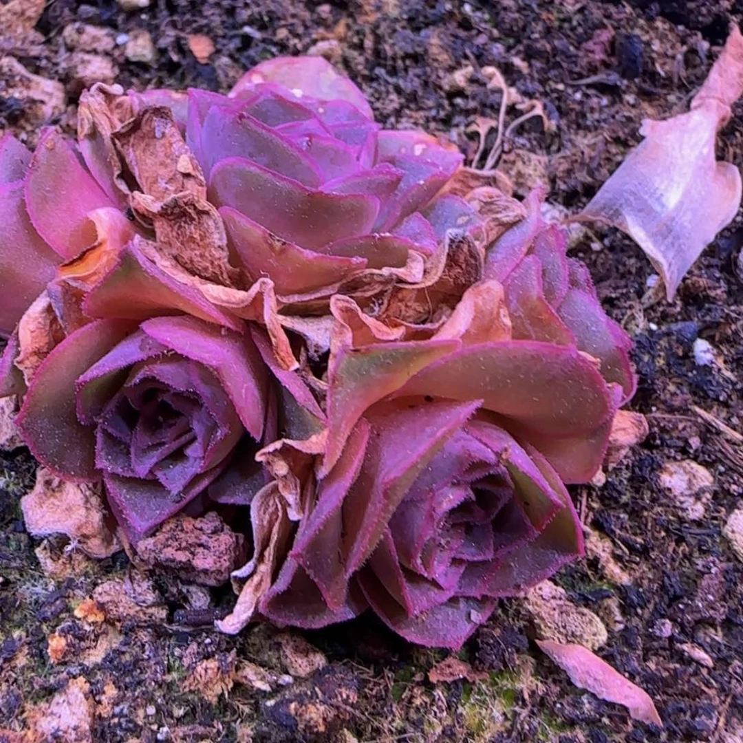 福利125568885556666999