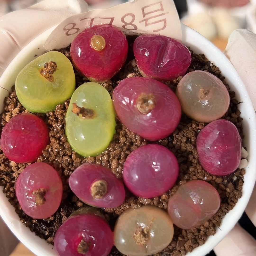 好养易活生石花大母本87778