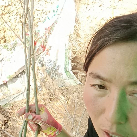 你***里完全开放文冠树一颗