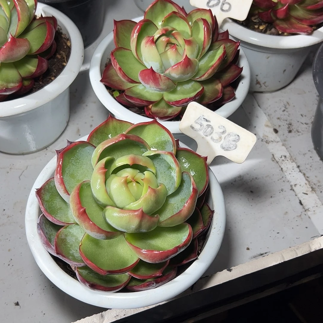 岁***暖惊鸿仙子5038.86号