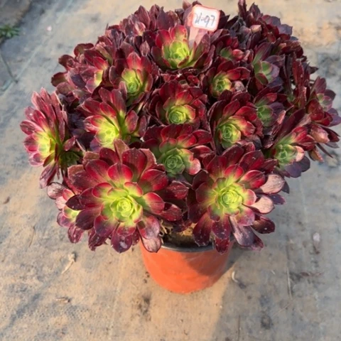 21-97安娜多肉植物