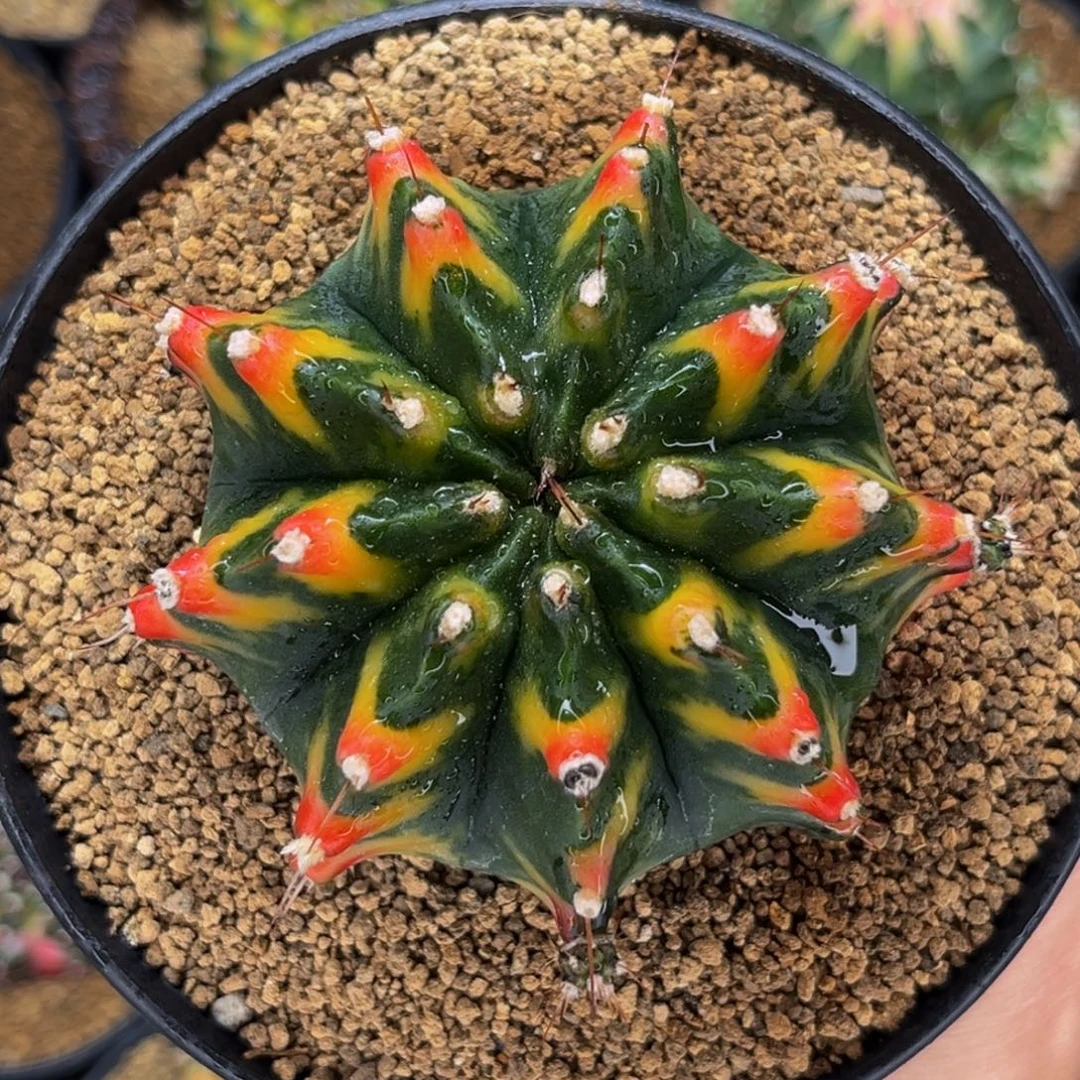 曼陀罗猫眼 米哈仙人球