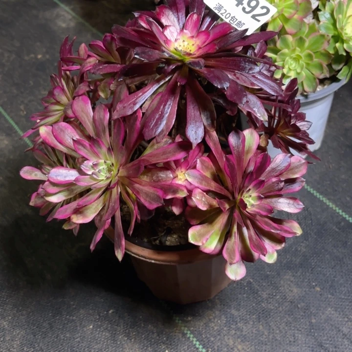 瑞妈园艺，01.28.492