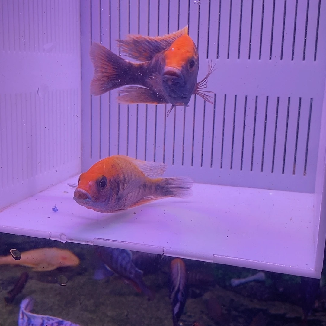 苏***3红宝石鱼直播金头2条